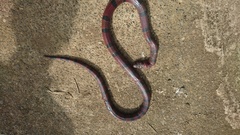 Lampropeltis micropholis