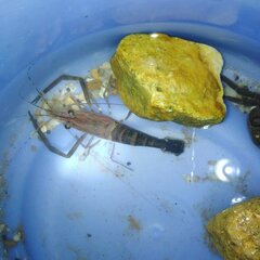 Macrobrachium pentazona