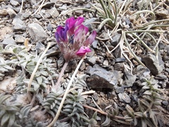 Oxytropis racemosa