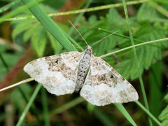 Xanthorhoe montanata