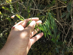 Bomarea pauciflora