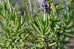 Lavandula dentata