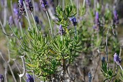 Lavandula dentata