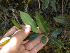 Frangula sphaerosperma