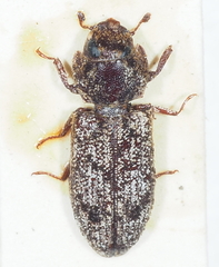 Trogossitidae