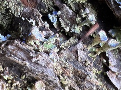 Cladonia grayi