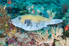 Arothron caeruleopunctatus