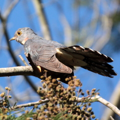 Cuculus solitarius