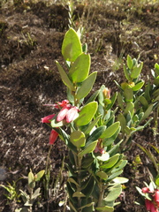 Plutarchia guascensis
