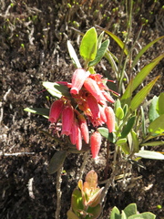 Plutarchia guascensis