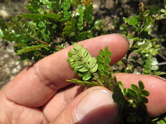 Weinmannia fagaroides