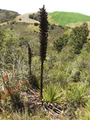 Puya goudotiana