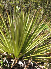 Puya goudotiana