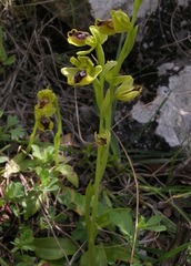 Ophrys sicula