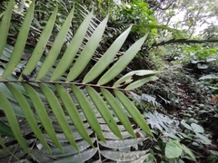 Ceratozamia