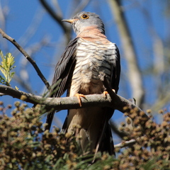 Cuculus solitarius