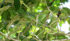 Lophornis delattrei image