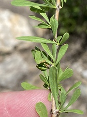 Lycium bosciifolium image