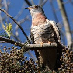 Cuculus solitarius