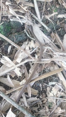 Coniophanes dromiciformis