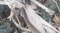 Coniophanes dromiciformis