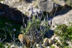 Lavandula dentata