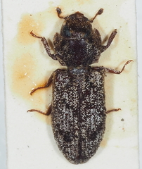 Trogossitidae