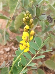 Senna italica