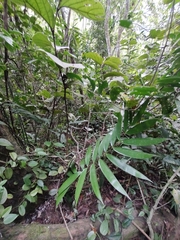 Ceratozamia