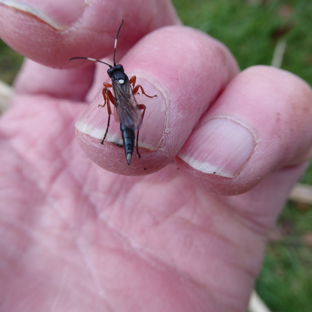 Chasmias paludator