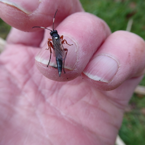 Chasmias paludator