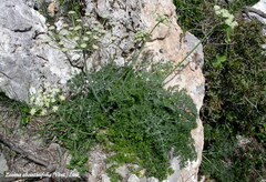 Zosima absinthifolia