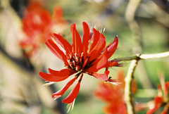 Erythrina variegata