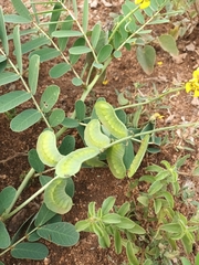 Senna italica
