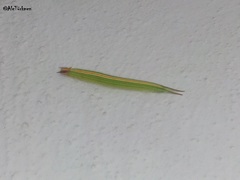 Opsiphanes boisduvallii