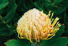 Leucospermum × hybridum