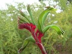 Anigozanthos manglesii