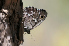 Hipparchia tamadabae