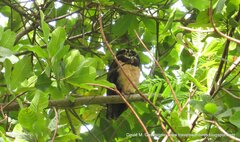 Pulsatrix perspicillata