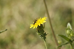 Asemosyrphus mexicanus