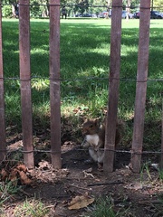 Sciurus carolinensis
