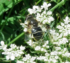 Eristalis obscura