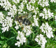 Eristalis obscura