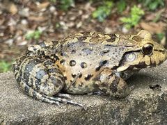 Leptodactylus knudseni
