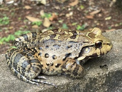 Leptodactylus knudseni