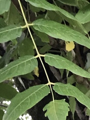 Ailanthus altissima