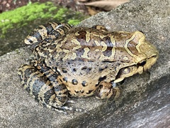 Leptodactylus knudseni