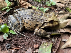 Leptodactylus knudseni