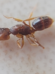 Anochetus
