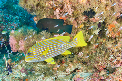 Plectorhinchus polytaenia